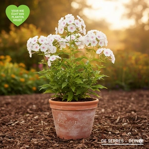 Phlox carolina 'Omega' P9
