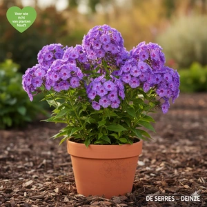 Phlox paniculata 'Amethyst' P9