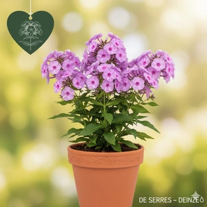 Phlox paniculata 'Franz Schubert' P9