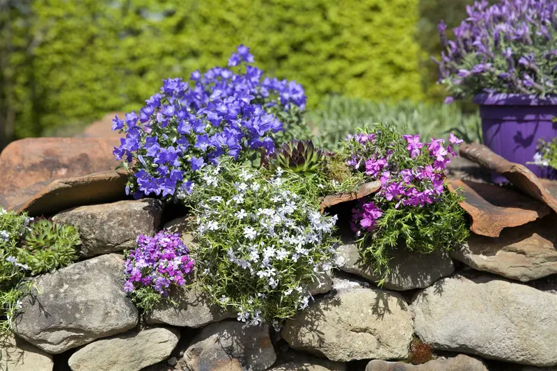 Phlox (p) 'Jeana' P9 - afbeelding 1