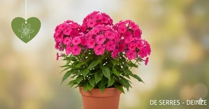 Phlox paniculata 'Kirchenfürst' P9