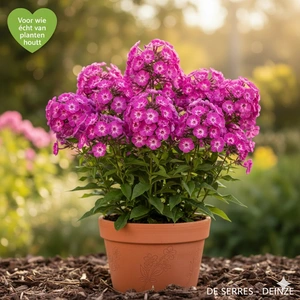 Phlox paniculata 'Laura' P9