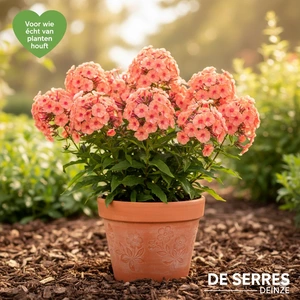 Phlox paniculata 'Orange Perfection' P9