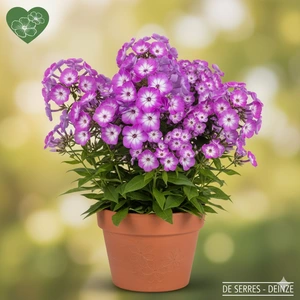 Phlox paniculata 'Purple Eye Flame' P9