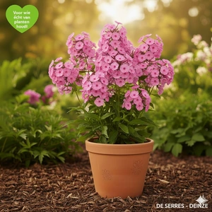 Phlox paniculata 'Rijnstroom' P9