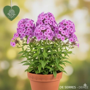 Phlox paniculata 'Lilac Flame' P9