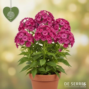 Phlox paniculata 'Sweet Summer Wine'® P11