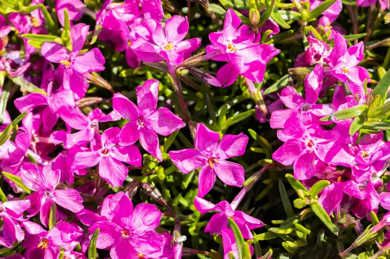 Atropurpurea - afbeelding 2