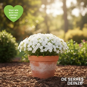Phlox subulata 'Calvides White' P9