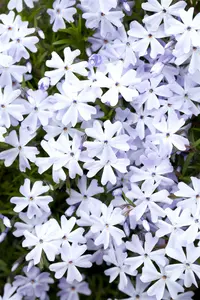 Emerald Cushion Blue - afbeelding 6