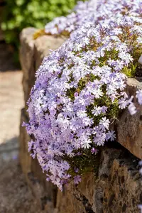 Emerald Cushion Blue - afbeelding 10