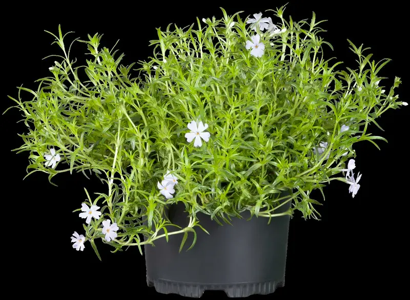 Emerald Cushion Blue - afbeelding 9