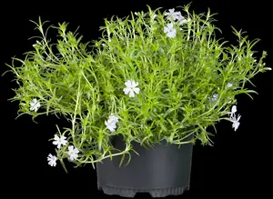 Emerald Cushion Blue - afbeelding 9