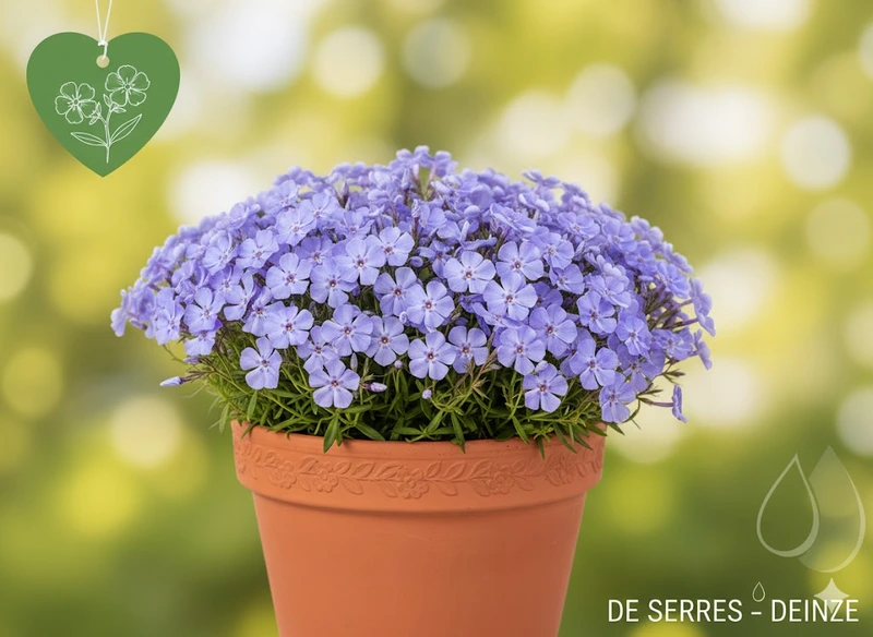 Phlox subulata 'G. F. Wilson' P9