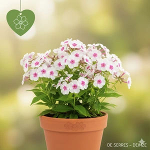 Phlox subulata 'Kimono Pink-White' P9