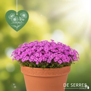 Phlox subulata 'Samson' P9