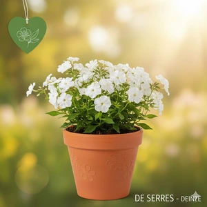 Phlox stolonifera 'Alba' P9