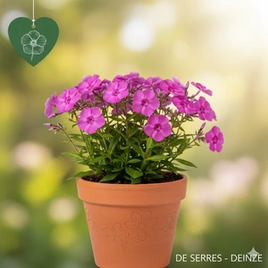 Phlox stolonifera 'Home Fires' P9