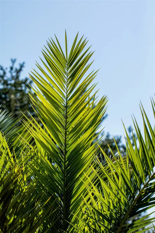 Phoenix canariensis STAM/ 20-30 C - afbeelding 3
