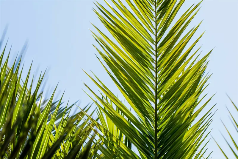 Phoenix canariensis STAM/ 30-40 C - afbeelding 4