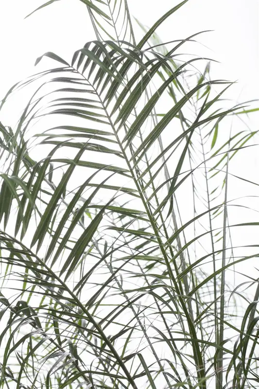 Phoenix roebelenii C45 - afbeelding 1