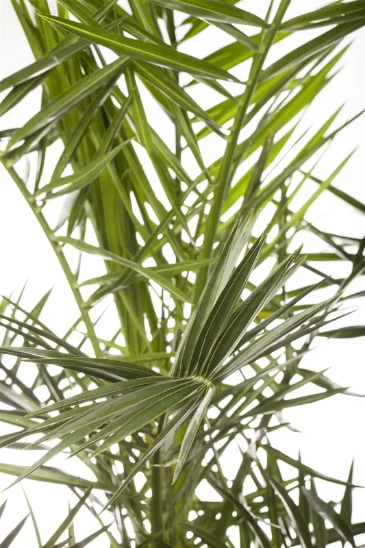 Phoenix roebelenii C45 - afbeelding 2