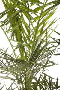 Phoenix roebelenii C45 - afbeelding 2