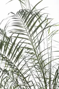 Phoenix roebelenii STAM/ 30-40 C