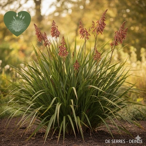 Phormium tenax C10 (60- 80)