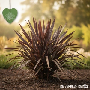 Phormium tenax 'Purpureum' C10 (60- 80)