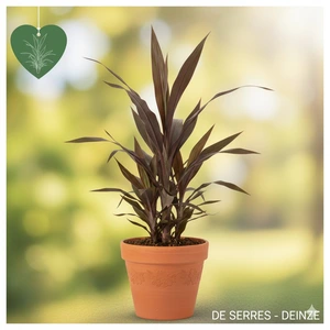 Phormium tenax 'Purpureum' P9