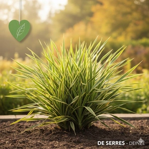 Phormium tenax 'Variegatum' C10 (60- 80)