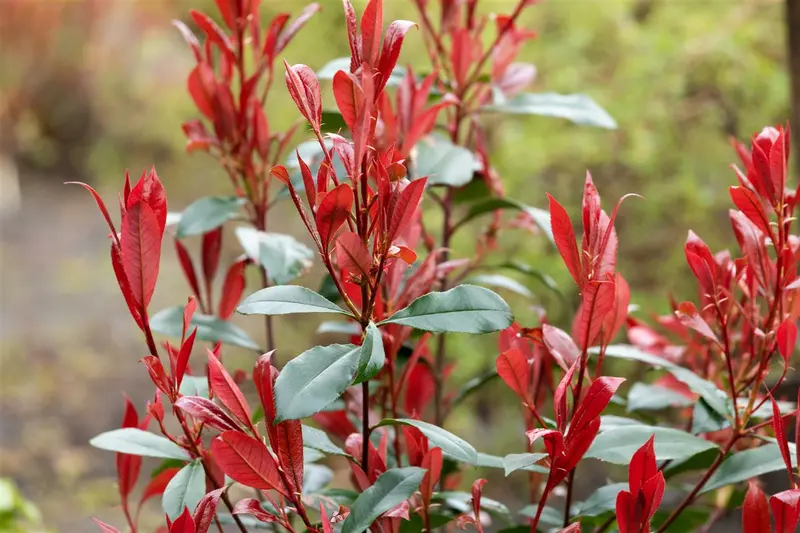 Photinia fras. 'Carré Rouge' 60- 80   C5 - afbeelding 1