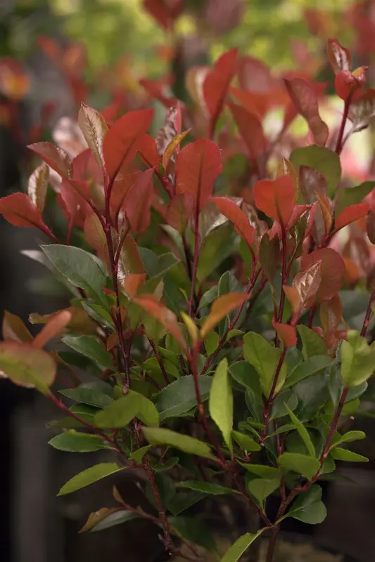 Carré Rouge - afbeelding 1
