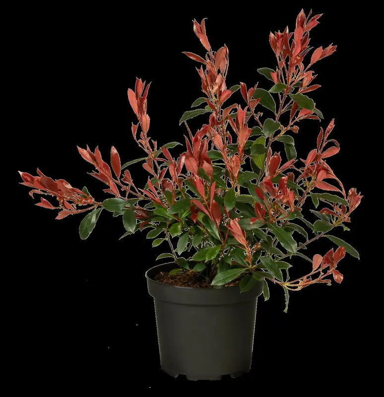 Carré Rouge - afbeelding 2