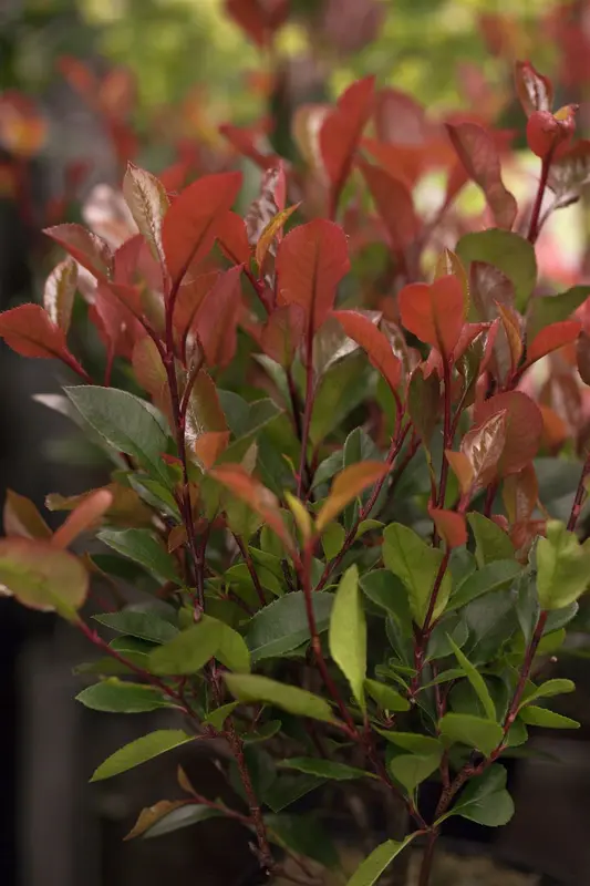 Photinia fras. 'Little Red Robin' 125-150   C18 POMPON - afbeelding 1