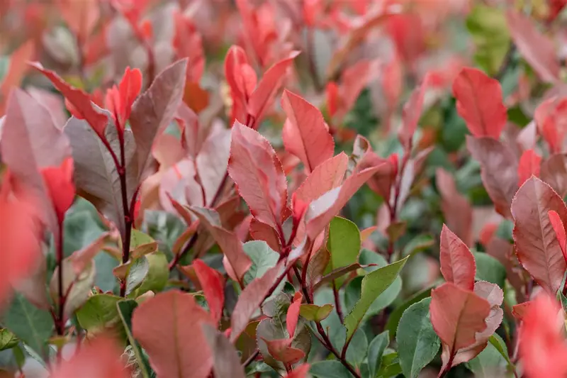 Photinia fras. 'Little Red Robin' 125-150   C18 POMPON - afbeelding 4