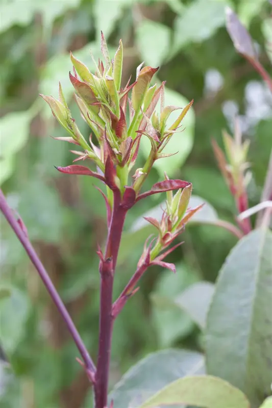 Photinia fras. 'Little Red Robin' 200-250 C110 POMPON - afbeelding 3