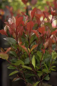 Photinia fras. 'Little Red Robin' 25- 30   C - afbeelding 1