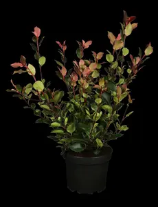photinia fras. 'little red robin' (35- 40cm) - afbeelding 5