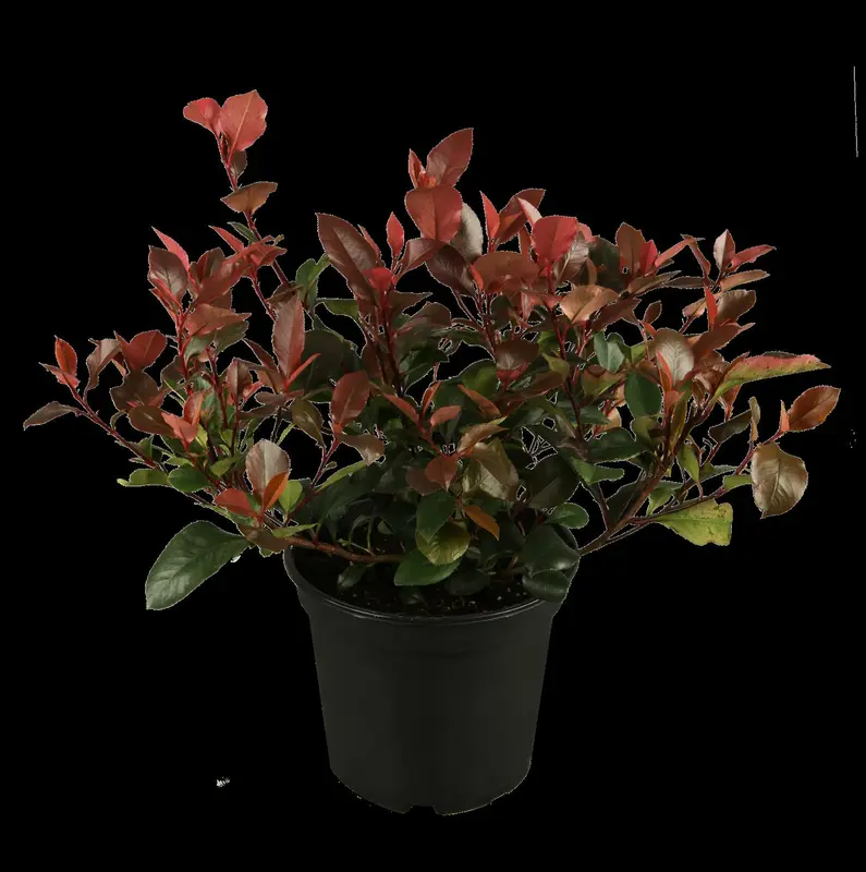 photinia fras. 'little red robin' (35- 40cm) - afbeelding 2