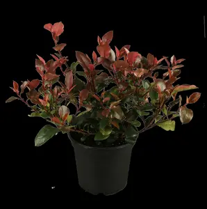 photinia fras. 'little red robin' (35- 40cm) - afbeelding 2