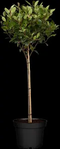 photinia fras. 'little red robin' (35- 40cm) - afbeelding 5