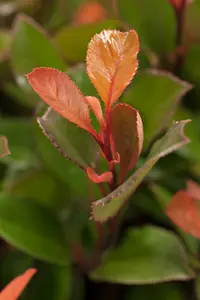 Photinia fras. 'Little Red Robin' 60- +   C BOL - afbeelding 2
