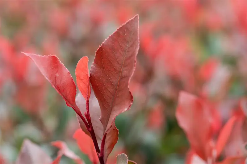 Photinia fras. 'Little Red Robin' 60- +   C BOL - afbeelding 5