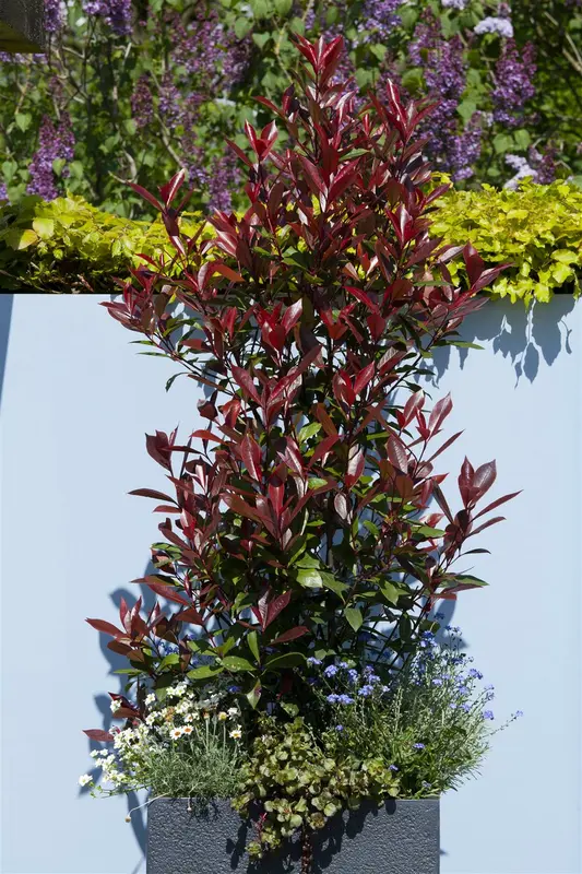Photinia fras. 'Red Robin' 100-125   C10 - afbeelding 3