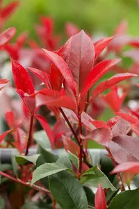 Photinia fras. 'Red Robin' 100-125   KLUIT - afbeelding 4