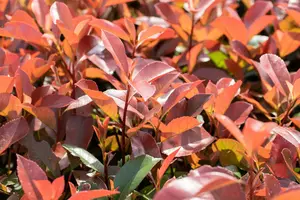 Photinia fras. 'Red Robin' 14/16 HO C70 VRGL - afbeelding 5