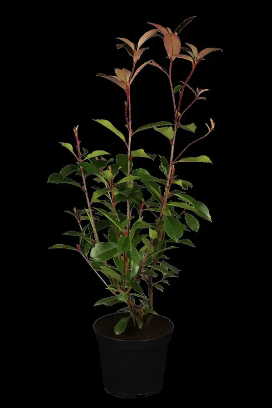 photinia fras. 'red robin' (350-400 cm) - afbeelding 1