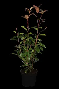 photinia fras. 'red robin' (350-400 cm) - afbeelding 5